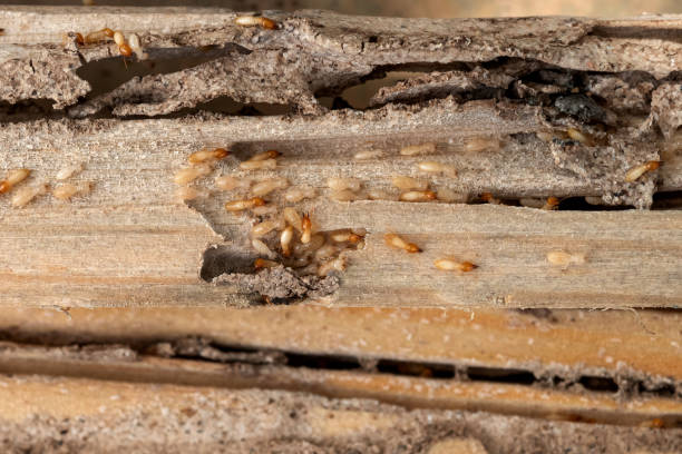 Jacksonville Beach, FL Pest Control Company