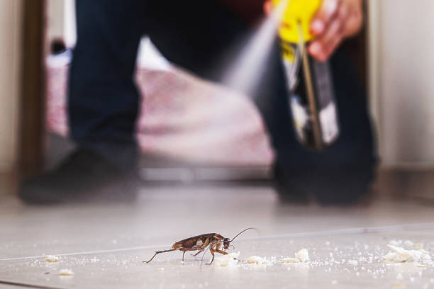 Best Affordable Pest Control Services  in Jacksonville Beach, FL