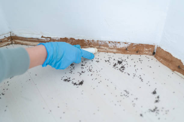 Best Cockroach Control Services  in Jacksonville Beach, FL