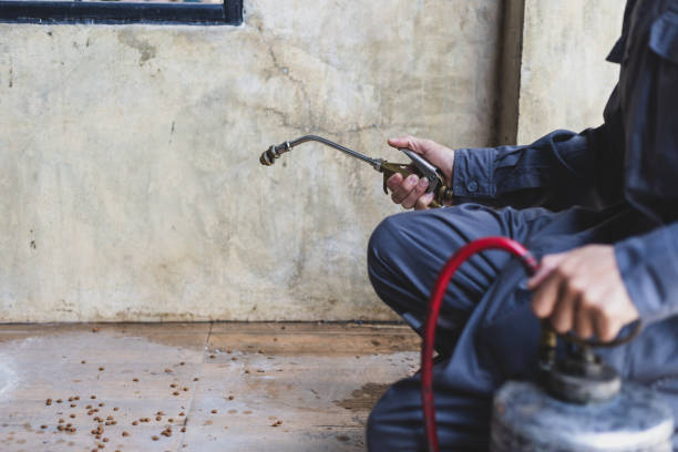 Best Rat Extermination Near Me  in Jacksonville Beach, FL